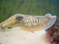 clams Cuttlefish  Photo, characteristics and care