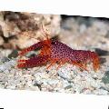 Debelius Reef Lobster care and characteristics
