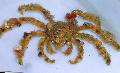  Decorator Crab, Camposcia Decorator Crab, Spider Decorator Crab  Photo, characteristics and care