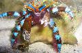 Electric Blue Hermit Crab care and characteristics