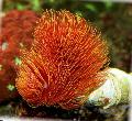 fan worms Feather Duster Hardtube  Photo, characteristics and care