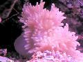 Aquarium Sea Invertebrates Flat Color Anemone, Heteractis malu, spotted Photo, care and description, characteristics and growing