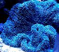 Aquarium Sea Invertebrates Giant Carpet Anemone, Stichodactyla gigantea, transparent Photo, care and description, characteristics and growing