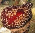 sea slugs Grand Pleurobranch  Photo, characteristics and care
