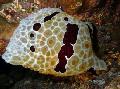 Akvarium Havsdjur Slagna Pleurobranch havet snäckor, Pleurobranchus grandis, brun Fil, vård och beskrivning, egenskaper och odling