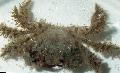  Hairy Crab  Photo, characteristics and care