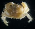 Aquarium Sea Invertebrates Hairy Crab, Pilumnus, yellow Photo, care and description, characteristics and growing