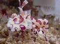 Akvariumas Jūra Bestuburiai Harlequin Krevetės, Klounas (White Orchid) Krevetės, Hymenocera picta, rudas Nuotrauka, kad ir aprašymas, charakteristikos ir augantis