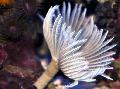 fan worms Hawaiian Feather Duster  Photo, characteristics and care