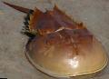 Aquarium Sea Invertebrates Horseshoe Crabs, Carcinoscorpio spp., Limulus polyphenols, Tachypleus spp. Photo, care and description, characteristics and growing