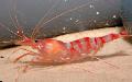 Kukenthal’S Cleaner Shrimp care and characteristics