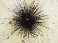 Longspine Sea Urchin care and characteristics