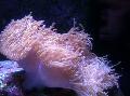 Aquarium Sea Invertebrates Magnificent Sea Anemone, Heteractis magnifica, spotted Photo, care and description, characteristics and growing