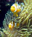 Aquarium Sea Invertebrates Magnificent Sea Anemone, Heteractis magnifica, yellow Photo, care and description, characteristics and growing