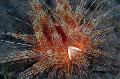  Magnificent Urchin  Photo, characteristics and care