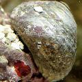clams Margarita Snail  Photo, characteristics and care