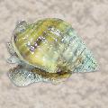 clams Nassarius Snail  Photo, characteristics and care