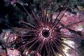 Needle Spined Sea Urchin care and characteristics