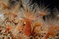 Aquarium Sea Invertebrates Orange Anemone, Diadumene cincta, red Photo, care and description, characteristics and growing