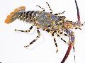  Ornate Spinny Lobster  Photo, characteristics and care