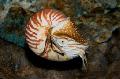 clams Pearly Nautilus  Photo, characteristics and care