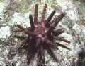 Akvaryum Deniz Omurgasızları Kalem Kestanesi kestaneleri, Eucidaris tribuloides, açık mavi fotoğraf, bakım ve tanım, özellikleri ve büyüyen