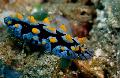 sea slugs Phyllidia Coelestis  Photo, characteristics and care