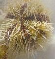 Akvarij More Beskralježnjaci Jastučić Za Čiode Jež ježevi, Lytechinus variegatus, žuti Foto, briga i opis, karakteristike i uzgoj