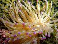 Aquarium Sea Invertebrates Pink-Tipped Anemone, Condylactis passiflora, yellow Photo, care and description, characteristics and growing