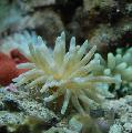 Aquarium Sea Invertebrates Pink-Tipped Anemone, Condylactis passiflora, pink Photo, care and description, characteristics and growing