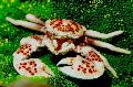 Aquarium Sea Invertebrates Porcelain Anemone Crab, Neopetrolisthes maculatus (Petrolisthes maculatus), brown Photo, care and description, characteristics and growing