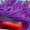 Aquarium Sea Invertebrates Red-Base Anemone, Macrodactyla doreensis, purple Photo, care and description, characteristics and growing