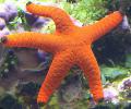 Akvarium Havet Hvirvelløse Dyr Rød Søstjerne, Fromia, rød Foto, pleje og beskrivelse, egenskaber og voksende