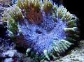 Aquarium Sea Invertebrates Rock Flower Anemone, Epicystis crucifer, blue Photo, care and description, characteristics and growing