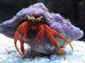 lobsters Scarlet Hermit Crab  Photo, characteristics and care