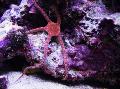  Serpent Sea Star, Fancy Red, Southern Brittle Star  Photo, characteristics and care