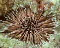  Short-Soined Urchin (Rock Urchin)  Photo, characteristics and care