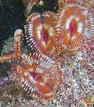 Aquarium Sea Invertebrates Split-Crown Feather Duster fan worms, Anamobaea orstedii, red Photo, care and description, characteristics and growing