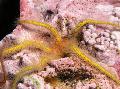 Akvárium Tengeri Gerinctelenek Szivacs Törékeny Tengeri Csillag, Ophiothrix, sárga fénykép, gondoskodás és leírás, jellemzők és növekvő
