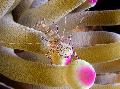  Spotted Cleaner Shrimp  Photo, characteristics and care