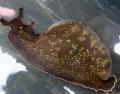 Aquarium Meer Wirbellosen Die Seehasen venusmuscheln, Aplysia californica, hellblau Foto, kümmern und Beschreibung, Merkmale und wächst