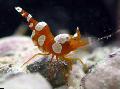 shrimp Thor Amboinensis  Photo, characteristics and care