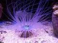 Aquarium Sea Invertebrates Tube Anemone, Cerianthus, purple Photo, care and description, characteristics and growing