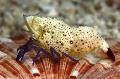 Violet-Legged Marble Shrimp care and characteristics