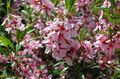rosa Trädgårdsblommor Mandel, Amygdalus Fil, uppodling och beskrivning, egenskaper och odling