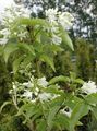 beyaz Bahçe Çiçekleri Amerikan Bladdernut, Staphylea fotoğraf, yetiştirme ve tanım, özellikleri ve büyüyen