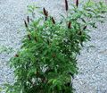 burgundy Garden Flowers Amorpha-nana Photo, cultivation and description, characteristics and growing
