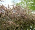 рожевий Садові Квіти Яблуня, Malus Фото, вирощування і опис, характеристика і зростаючий