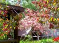 rosa Gartenblumen Apfel Zier, Malus Foto, Anbau und Beschreibung, Merkmale und wächst