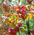 bordeaux Have Blomster Æble Ornamental, Malus Foto, dyrkning og beskrivelse, egenskaber og voksende